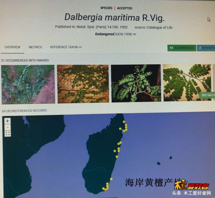 3-1海岸黄檀(1)资料来源.jpg