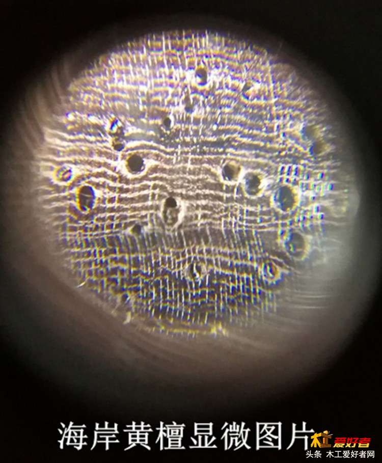 6-1海岸黄檀便携式显微镜照片10倍.jpg