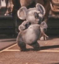 考拉.gif