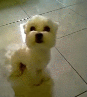 狗笑.gif