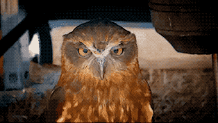mmexport1550119620306.gif