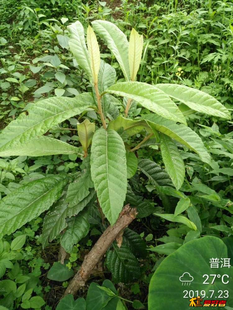 微信图片_20190723204827.jpg