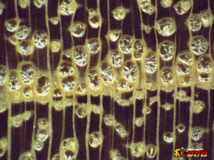 Robinia pseudoacacia 30X2黑刺槐.jpg