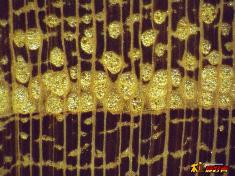 Maclura tricuspidata 30X5柘木.jpg