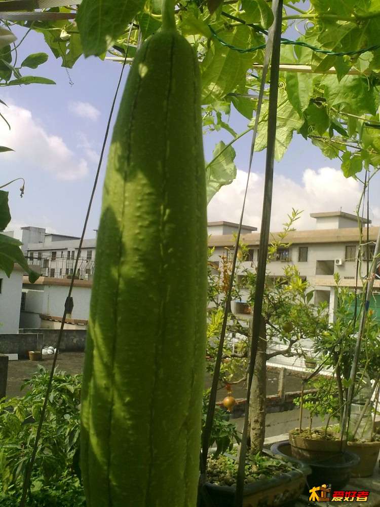 菜园水瓜15.jpg