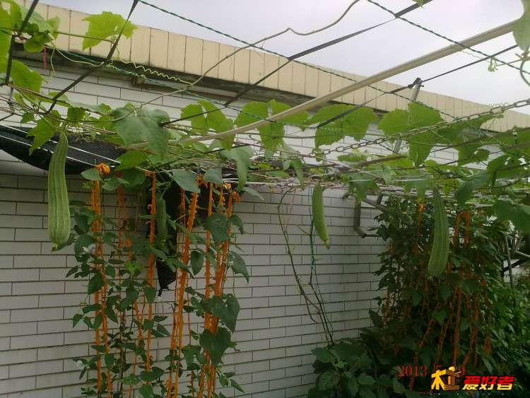 菜园瓜3副本.jpg