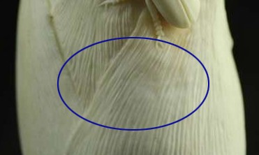叶面纹理.jpg