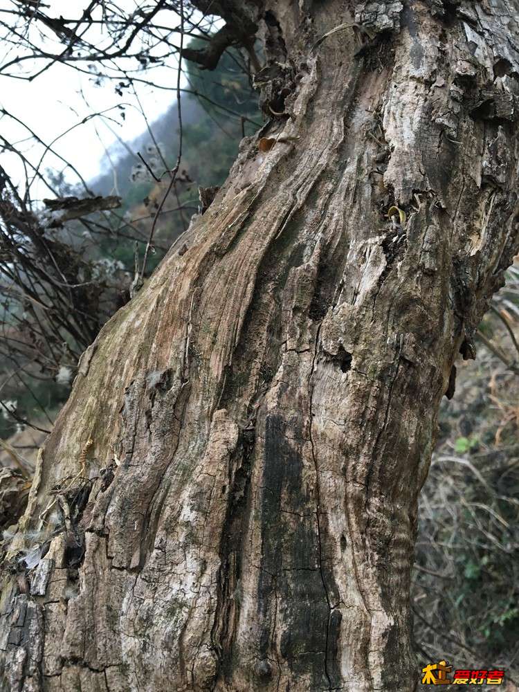 雷击枣木