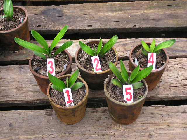 以前的长相，多喜人：）