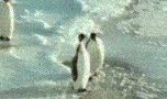 03.gif