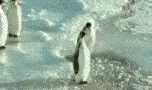01.gif