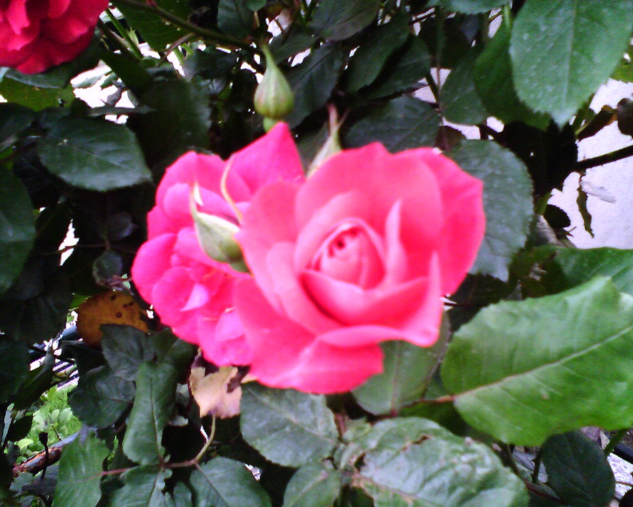 IMAGE_435.jpg