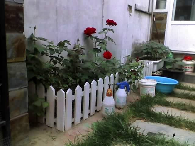 今年种了几棵花