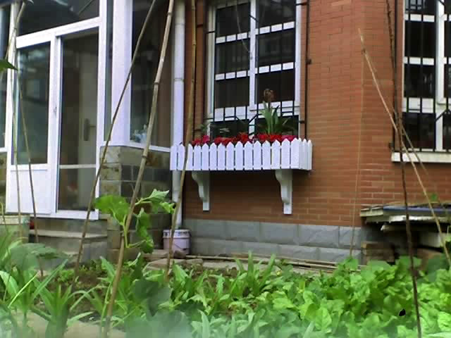 院子里种了蔬菜