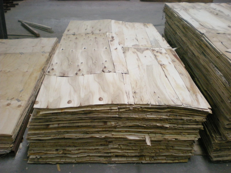 poplar2.JPG