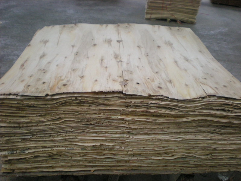 poplar1.JPG