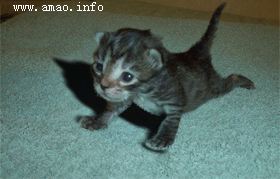 07.gif