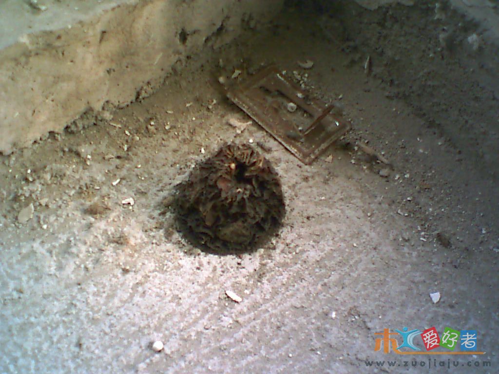 去年交房放在屋里的苹果