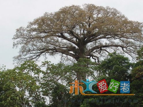 tree.jpg
