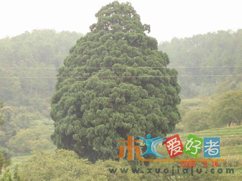 柏枝树2.jpg