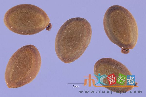 800px-Acacia_confusa_seeds.jpg
