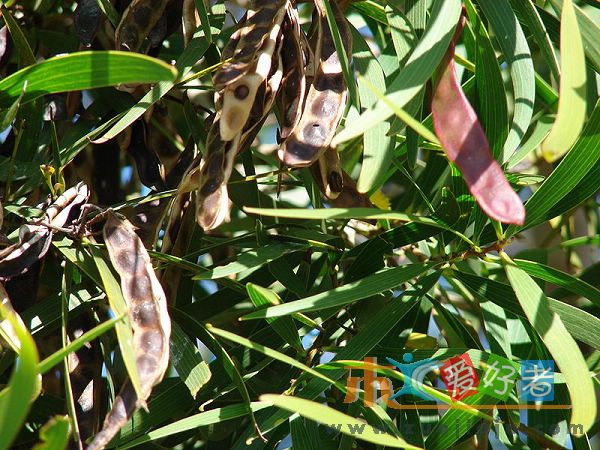 800px-Starr_061224_2814_acacia_confusa.jpg