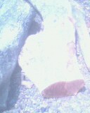 IMG0066A.jpg
