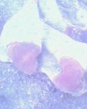 IMG0067A.jpg