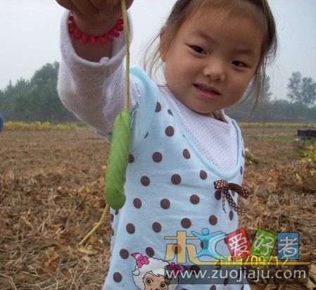 老豆虫