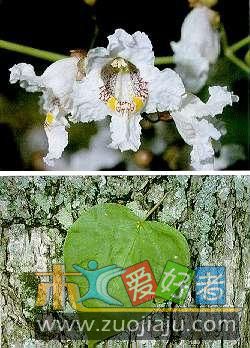 西美梓的叶和树皮