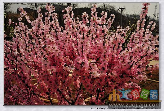 桃花.jpg